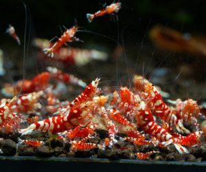 Red Fancy Tiger