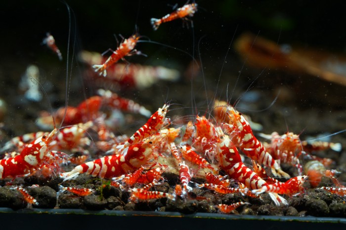 Red Fancy Tiger