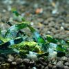 Green Rili - obrazek 3