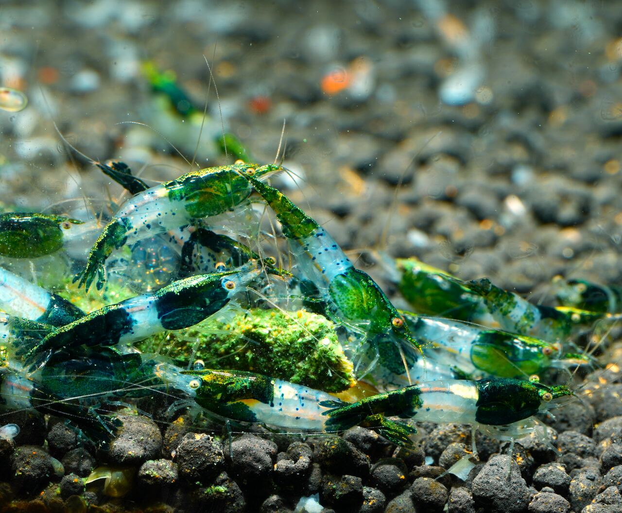 Green Rili - obrazek 3