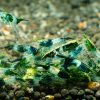 Green Rili - obrazek 2