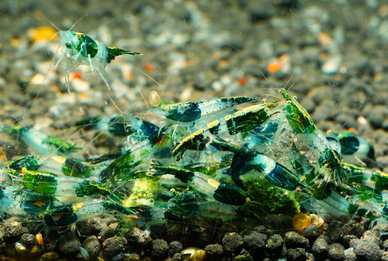 Green Rili - obrazek 2