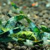 Green Rili (Neocaridina davidi)