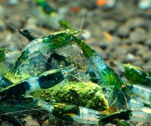 Green Rili (Neocaridina davidi)