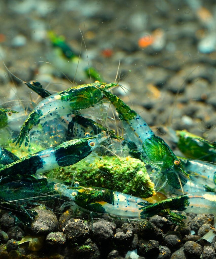 Green Rili (Neocaridina davidi)