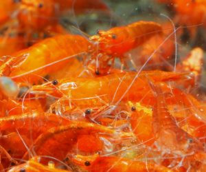 Orange Sakura (Neocaridina davidi