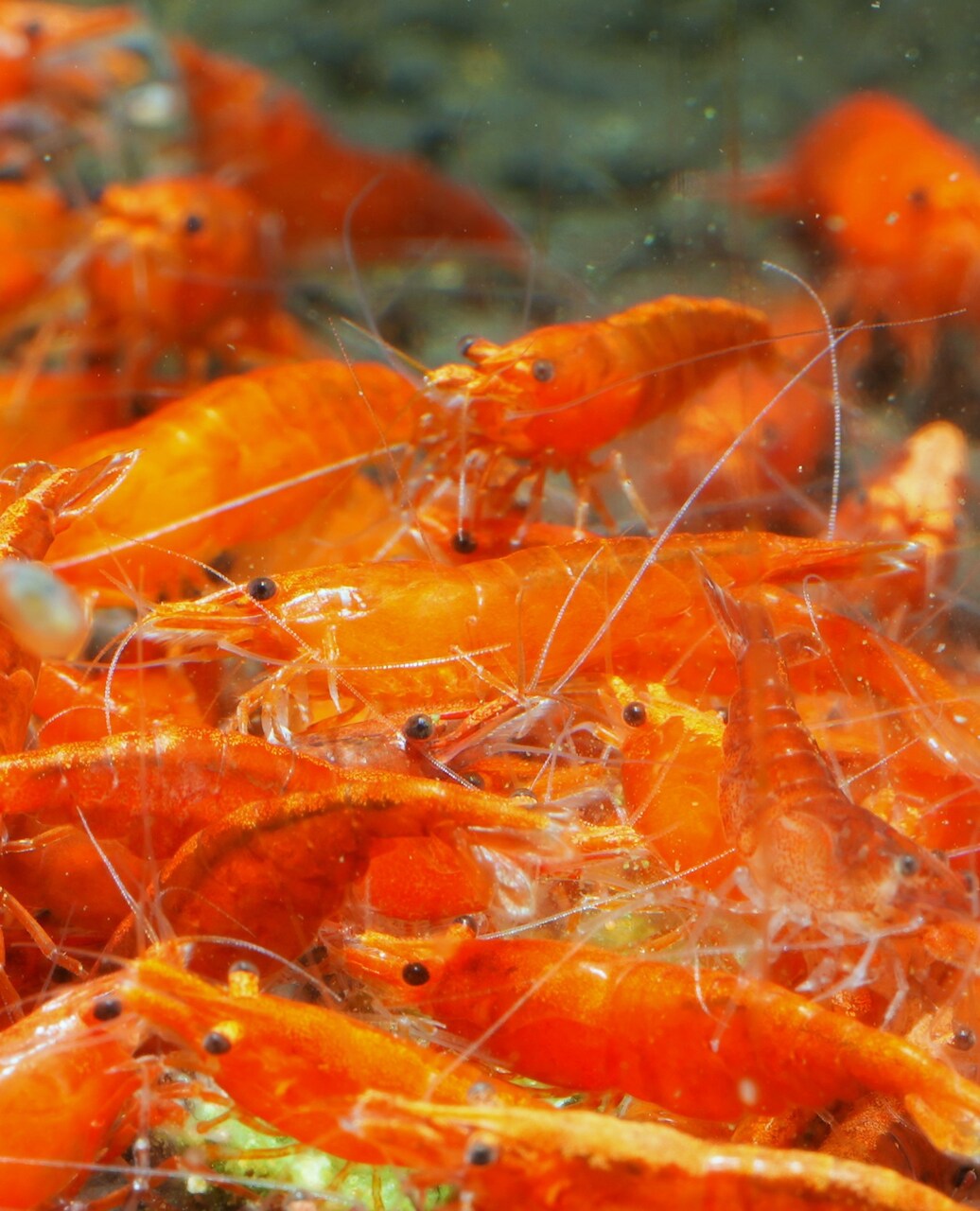 Orange Sakura (Neocaridina davidi