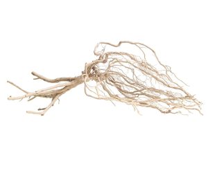 PROGROW AMAZON ROOTS 25-35CM 1SZT.