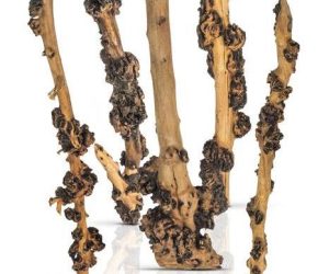PROGROW ENIGMA WOOD 1SZT.