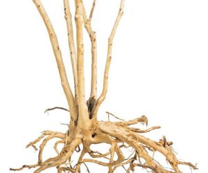 PROGROW FINE WOOD STUMP 1KG