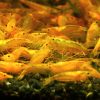 Neocaridina Yellow