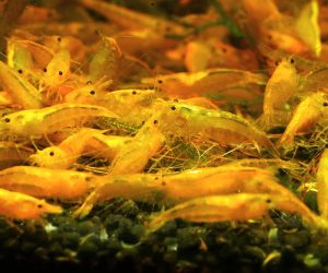 Neocaridina Yellow