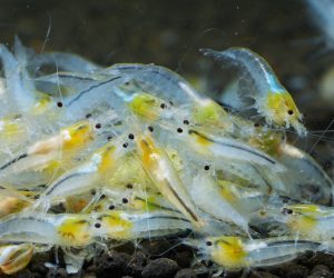 Snowball (Neocaridina davidi)