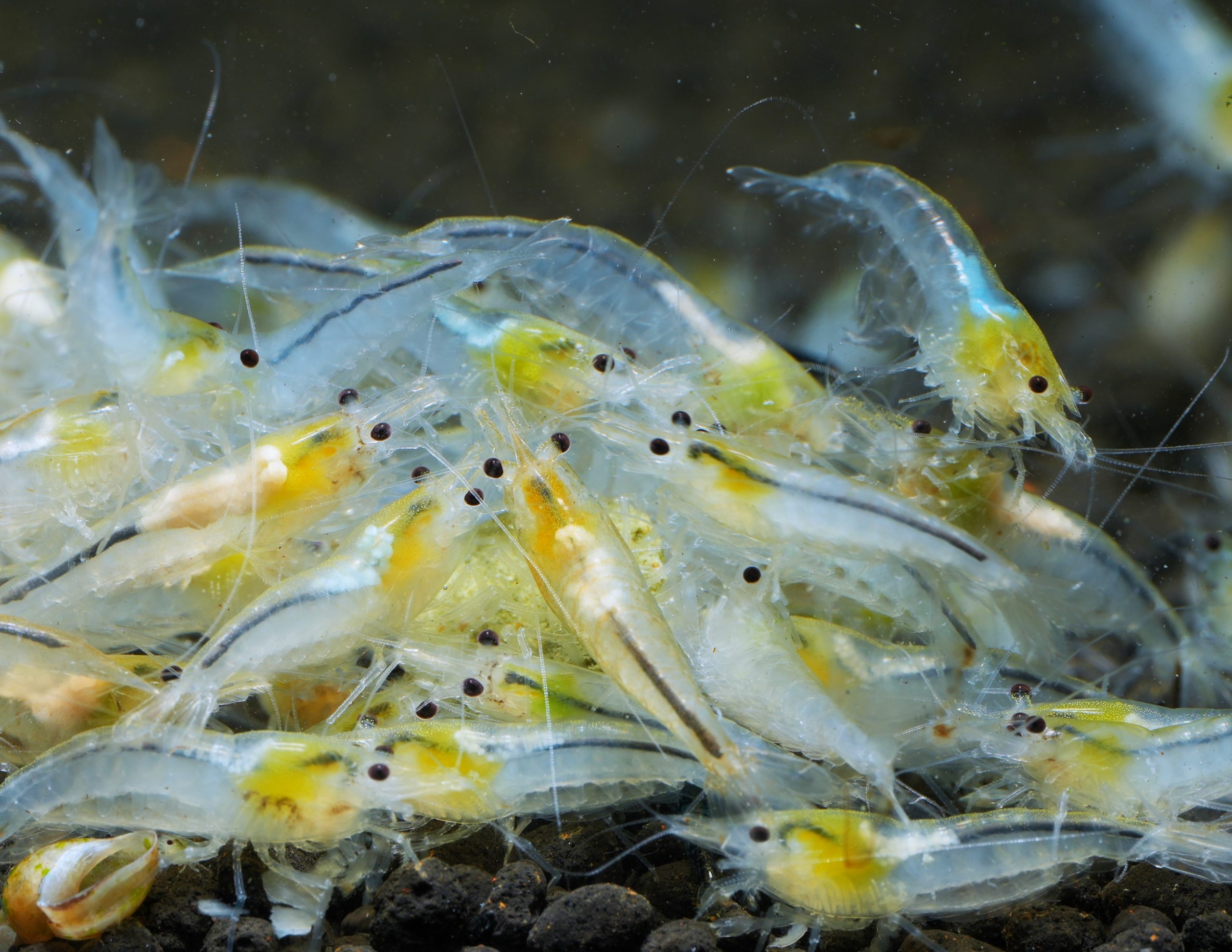 Snowball (Neocaridina davidi)