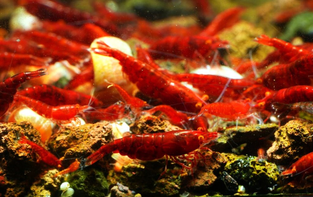  Neocaridina davidi "Bloody Mary" OE – Orange Eye