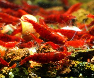Neocaridina davidi "Bloody Mary" OE – Orange Eye