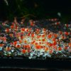 Crystal Red (Caridina cantonensis)