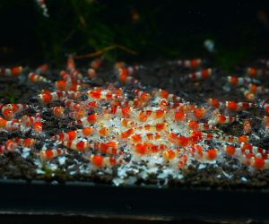 Crystal Red (Caridina cantonensis)