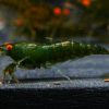 Neocaridina Green Jade OE