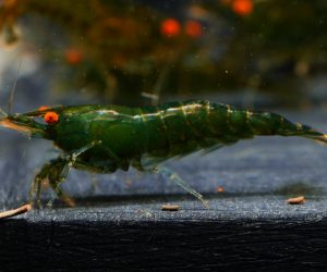 Neocaridina Green Jade OE