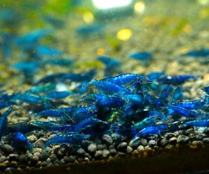 Neocaridina Blue Velvet