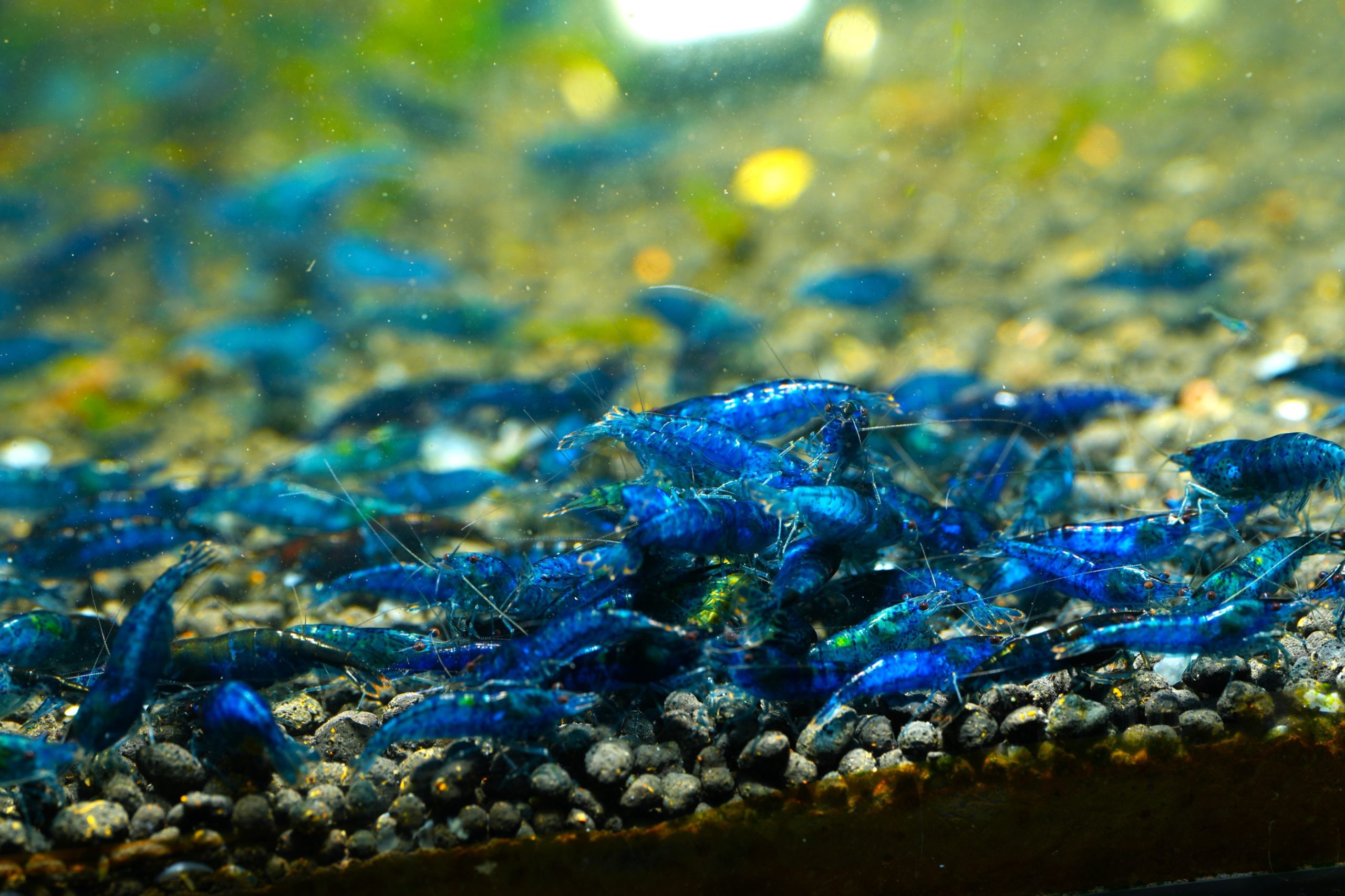 Neocaridina Blue Velvet