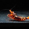 Red WASP
