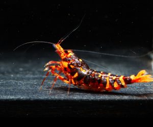 Red WASP