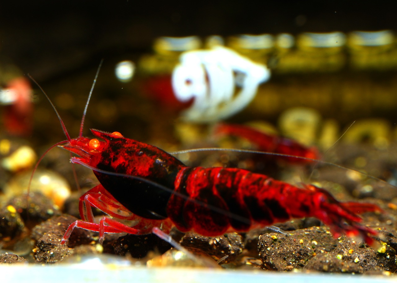 Red Devil Orange Eye