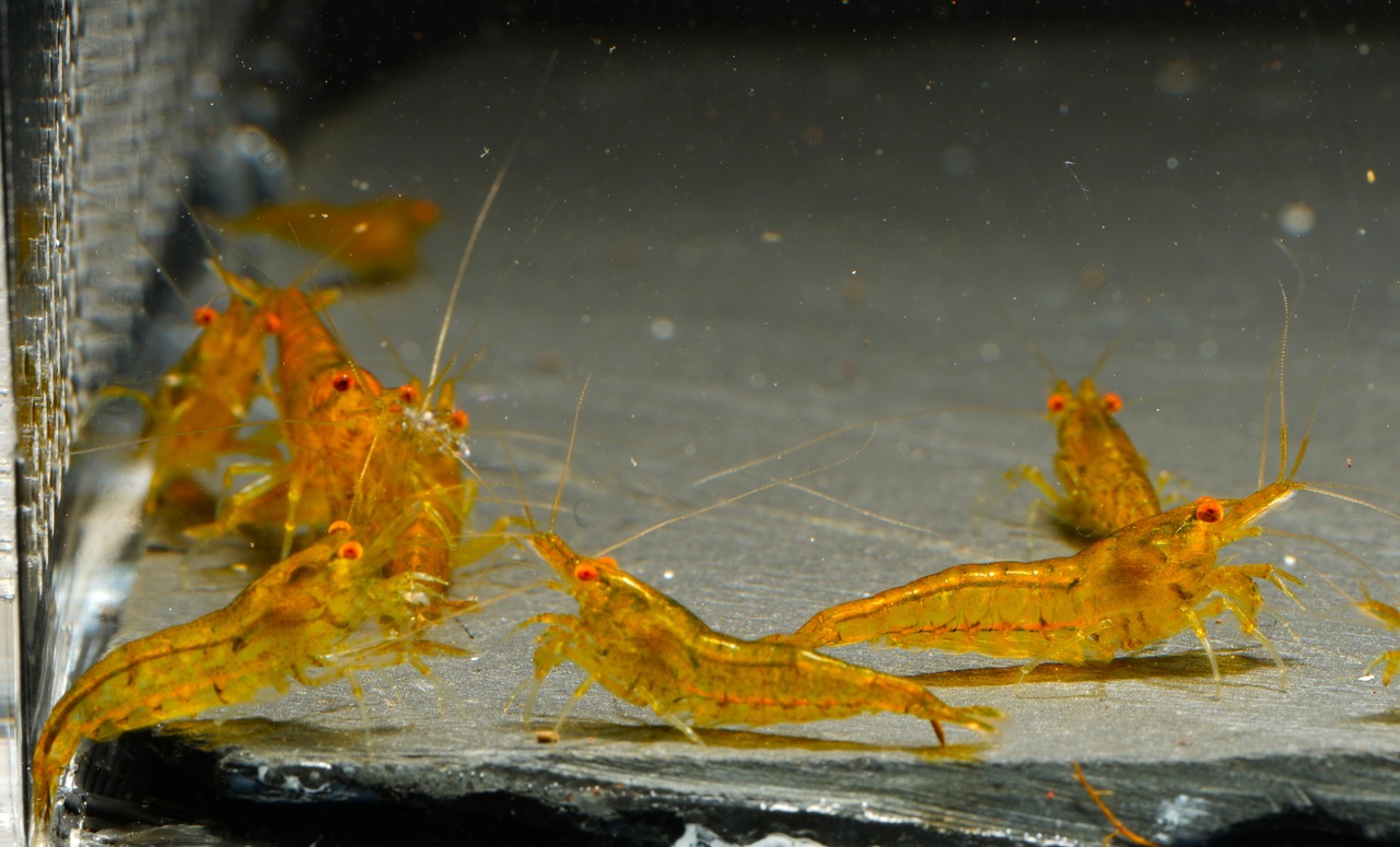 OE Pumpkin Neocaridina