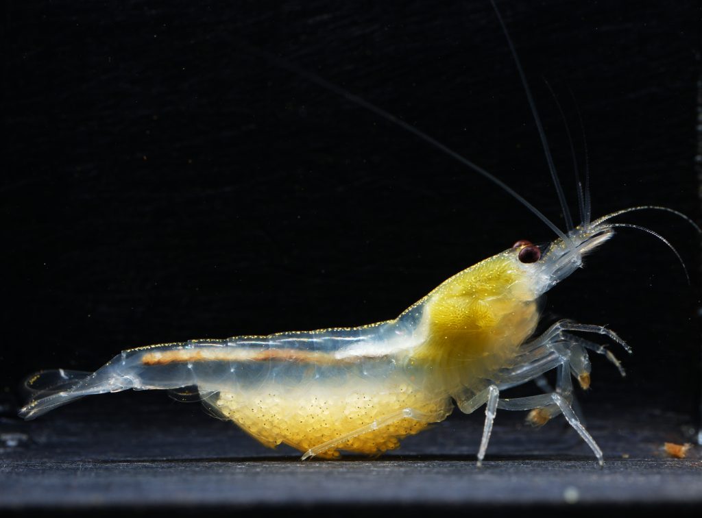 Amano Snow – Caridina multidentata „Snow” | Biała krewetka Amano