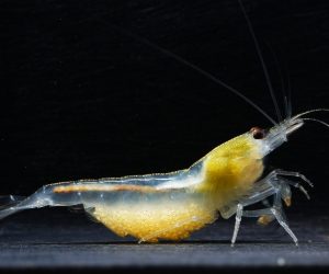 Amano Snow – Caridina multidentata „Snow” | Biała krewetka Amano