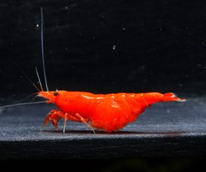Krewetki Neocaridina Fire Red