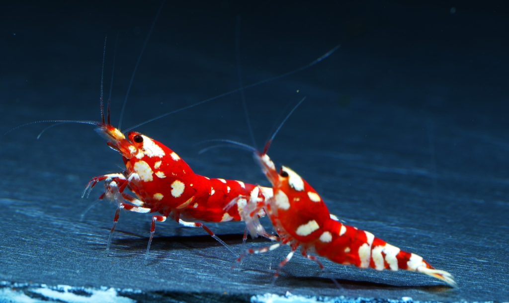 10x Red Fancy Tiger
