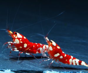 10x Red Fancy Tiger