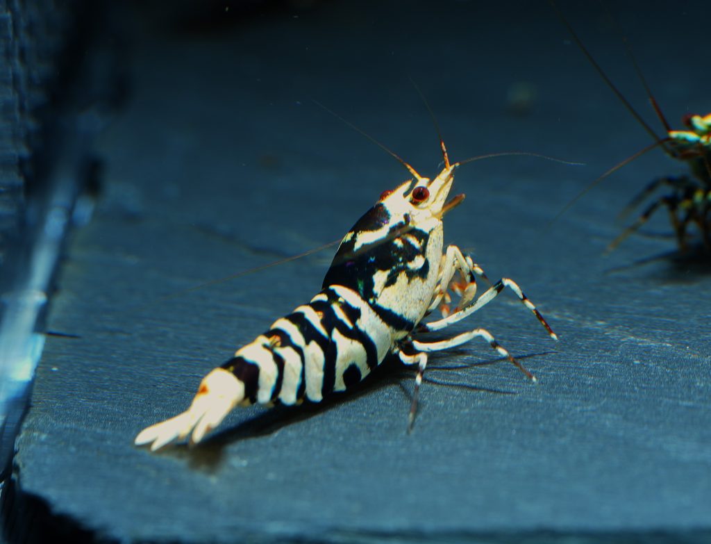 10x Black Fancy Tiger