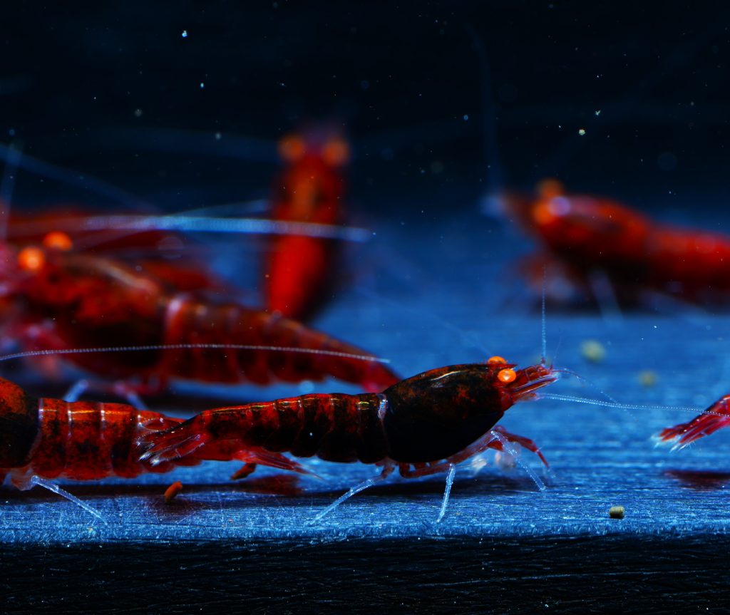 10x Red Devil OE (black bean)