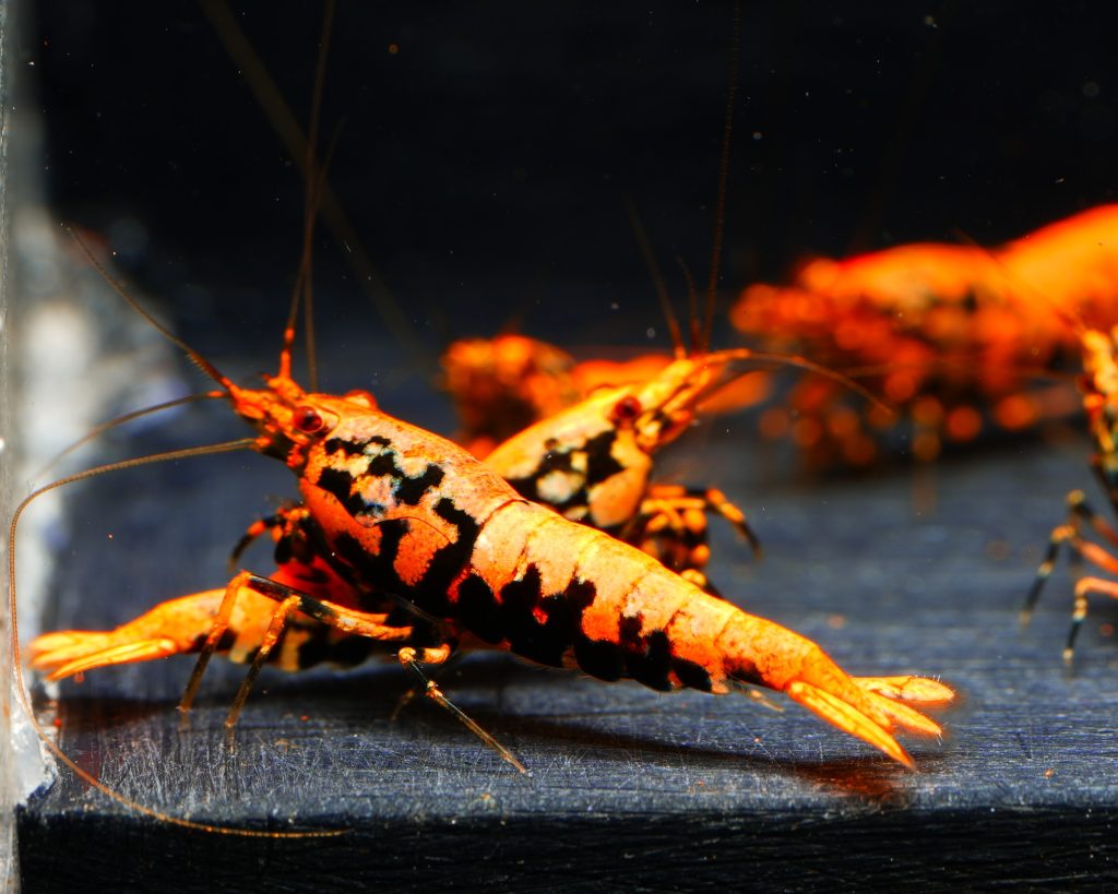 5x Orange Boa