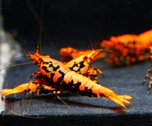 5x Orange Boa