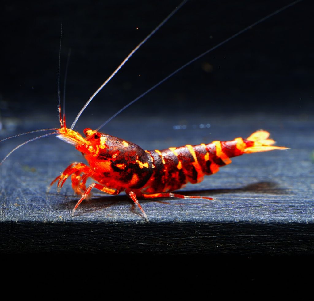 10x Red WASP
