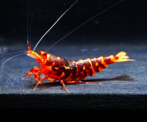 10x Red WASP